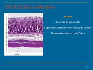 Mucosa Ausência de vilosidades Criptas de Lieberkühn sem células de Paneth  Renovação celular a cada 7 dias INTESTINO GROSSO 