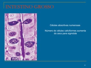 INTESTINO GROSSO Células absortivas numerosas  Número de células caliciformes aumenta do ceco para sigmóide 