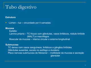 Tubo digestivo Estrutura   Lúmen – luz – circundado por 4 camadas: Mucosa   Epitélio  Lamina própria – TC frouxo com glândulas, vasos linfáticos, nódulo linfóide (MALT) e macrófagos Muscular da mucosa – interna circular e externa longitudinal Submucosa TC denso com vasos sanguíneos, linfáticos e gânglios linfóides  Glândulas ausentes, exceto no esôfago e duodeno Plexo nervoso submucoso de Meissner – motilidade da mucosa e secreção glandular 