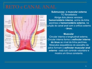 Submucosa  e muscular externa TC fibroelástico Abriga dois plexos venosos:  hemorroidário interno , acima da linha pectínea e  hemorroidário externo , na junção do canal anal com o orifício externo -  ânus.  Muscular  Circular interna e longitudinal externa.  Circular interna forma o  esfíncter interno do ânus  ao nível da linha pectínea . Músculos esqueléticos do assoalho da pelve formam o  esfíncter muscular anal externo -  está sob controle voluntário e mostra um tônus constante. RETO e CANAL ANAL 