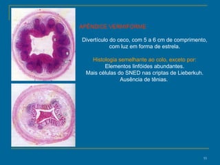 APÊNDICE VERMIFORME Divertículo do ceco, com 5 a 6 cm de comprimento, com luz em forma de estrela. Histologia semelhante ao colo, exceto por: Elementos linfóides abundantes. Mais células do SNED nas criptas de Lieberkuh. Ausência de tênias.  