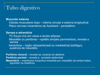Tubo digestivo Muscular externa Células musculares lisas – interna circular e externa longitudinal Plexo nervoso mioentérico de Auerbach - peristaltimo Serosa e adventícia  TC frouxo rico em vasos e tecido adiposo Mesotélio ou peritôneo – epitélio simples pavimentoso, reveste a serosa Adventícia –  órgão retroperitoneal ou mediastinal (esôfago), ausência de mesotélio Peritônio visceral  – reveste as vísceras do abdome Peritônio parietal  – reveste a  cavidade abdominal Mesentério  – membrana conjuntiva revestida por mesotélio de ambos lados, suportam os intestinos 