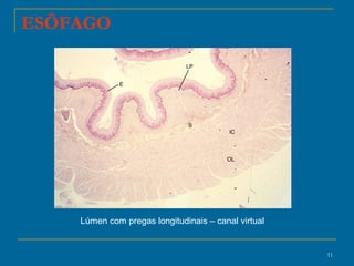 ESÔFAGO Lúmen com pregas longitudinais – canal virtual 