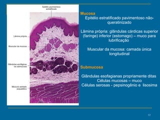 Mucosa Epitélio estratificado pavimentoso não-queratinizado Lâmina própria: glândulas cárdicas superior (faringe) inferior (estomago) – muco para lubrificação  Muscular da mucosa: camada única longitudinal Submucosa Glândulas esofagianas propriamente ditas  Células mucosas – muco Células serosas - pepsinogênio e  lisosima 