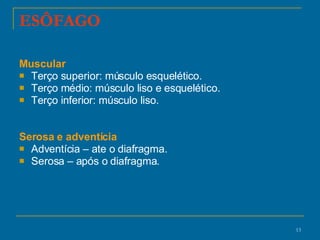 ESÔFAGO Muscular Terço superior: músculo esquelético. Terço médio: músculo liso e esquelético. Terço inferior: músculo liso. Serosa e adventícia Adventícia – ate o diafragma. Serosa – após o diafragma.  