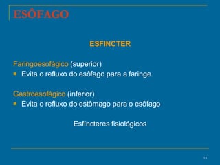 ESÔFAGO ESFINCTER Faringoesofágico  (superior) Evita o refluxo do esôfago para a faringe Gastroesofágico  (inferior)  Evita o refluxo do estômago para o esôfago Esfíncteres fisiológicos 