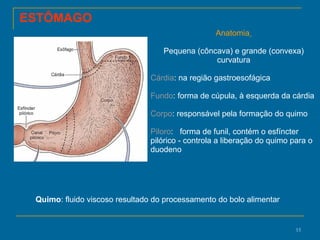 Anatomia   Pequena (côncava) e grande (convexa) curvatura Cárdia : na região gastroesofágica Fundo : forma de cúpula, à esquerda da cárdia Corpo : responsável pela formação do quimo Piloro :  forma de funil, contém o esfíncter pilórico - controla a liberação do quimo para o duodeno Quimo : fluido viscoso resultado do processamento do bolo alimentar  ESTÔMAGO 