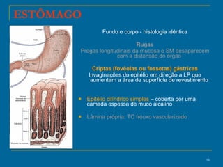 ESTÔMAGO Fundo e corpo - histologia idêntica Rugas Pregas longitudinais da mucosa e SM desaparecem com a distensão do órgão Criptas (fovéolas ou fossetas) gástricas Invaginações do epitélio em direção a LP que aumentam a área de superfície de revestimento Epitélio cilíndrico simples  – coberta por uma camada espessa de muco alcalino Lâmina própria: TC frouxo vascularizado 