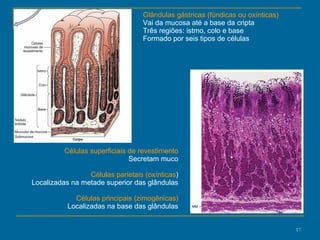 Glândulas gástricas (fúndicas ou oxínticas) Vai da mucosa até a base da cripta Três regiões: istmo, colo e base Formado por seis tipos de células Células superficiais de revestimento Secretam muco Células parietais (oxínticas ) Localizadas na metade superior das glândulas Células principais (zimogênicas) Localizadas na base das glândulas 