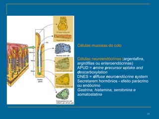 Células mucosas do colo Células neuroendócrinas ( argentafins, argirófilas ou enteroendócrinas) APUD =  a mine  p recursor  u ptake and  d escarboxylation  DNES =  d iffuse  n euro e ndócrine  s ystem   Secretarem hormônios - efeito parácrino ou endócrino  Gastrina, histamina, serotonina e somatostatina 