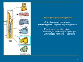 Células principais (zimogênicas) Grânulos secretores apicais  Pepsinogênio -  pepsina e lípase gástrica Exocitose do pepsionogênio  Estimulação neural vagal – principal Estimulação hormonal – secretina 