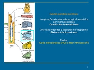 Células parietais (oxínticas ) Invaginações do plasmalema apical revestidos por microvilosidades Canalículos intracelulares Vesículas redondas e tubulares no citoplasma  Sistema tubulovesicular Produz   Acido hidroclorídrico (HCl) e fator intrínseco (FI) 