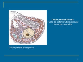 Célula parietal ativada  Fusão do sistema tubulovesicular formando microvilos Célula parietal em repouso  