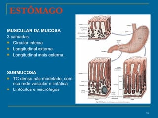 ESTÔMAGO MUSCULAR DA MUCOSA 3 camadas  Circular interna Longitudinal externa Longitudinal mais externa. SUBMUCOSA TC denso não-modelado, com rica rede vascular e linfática  Linfócitos e macrófagos  