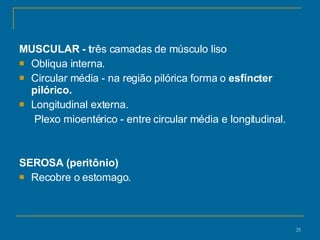 MUSCULAR - t rês camadas de músculo liso Obliqua interna. Circular média - na região pilórica forma o  esfíncter pilórico. Longitudinal externa. Plexo mioentérico - entre circular média e longitudinal. SEROSA (peritônio) Recobre o estomago.  