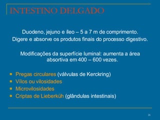 INTESTINO DELGADO Duodeno, jejuno e íleo – 5 a 7 m de comprimento. Digere e absorve os produtos finais do processo digestivo. Modificações da superfície luminal: aumenta a área absortiva em 400 – 600 vezes.  Pregas circulares  (válvulas de Kerckring) Vílos ou vilosidades Microvilosidades Criptas de Lieberküh  (glândulas intestinais) 