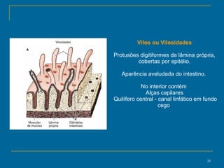 Vilos ou Vilosidades Protusões digitiformes da lâmina própria, cobertas por epitélio. Aparência aveludada do intestino.  No interior contém  Alças capilares Quilífero central - canal linfático em fundo cego  