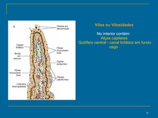Vilos ou Vilosidades No interior contém:  Alças capilares Quilífero central - canal linfático em fundo cego  