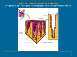 Criptas de Lieberküh (glândulas intestinais)  Invaginações do epitélio para a lâmina própria entre as vilosidades intestinais. 