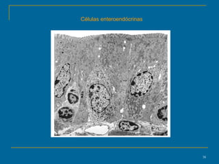 Células enteroendócrinas 