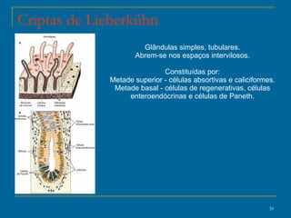 Criptas de Lieberkühn Glândulas simples, tubulares. Abrem-se nos espaços intervilosos.  Constituídas por: Metade superior - células absortivas e caliciformes. Metade basal - células de regenerativas, células enteroendócrinas e células de Paneth. 
