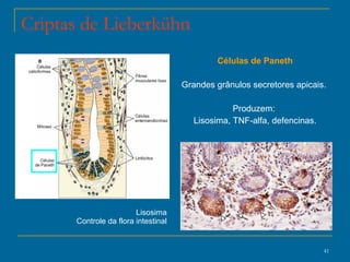 Criptas de Lieberkühn Células de Paneth Grandes grânulos secretores apicais.  Produzem:  Lisosima, TNF-alfa, defencinas. Lisosima Controle da flora intestinal 