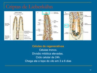 Criptas de Lieberkühn Células de regenerativas Células tronco. Divisão mitótica elevadas.  Ciclo celular de 24h. Chega ate o topo do vilo em 3 a 6 dias 