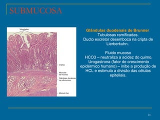 Glândulas duodenais de Brunner  Tubulosas ramificadas. Ducto excretor desemboca na cripta de Lierberkuhn.  Fluido mucoso HCO3 – neutraliza a acidez do quimo. Urogastrona (fator de crescimento epidérmico humano) – inibe a produção de HCL e estimula a divisão das células epiteliais. SUBMUCOSA 