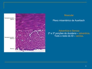 Muscular Plexo mioentérico de Auerbach  Adventícia e Serosa 2ª e 3ª porções do duodeno –  adventícia . Todo o resto do ID –  serosa . 
