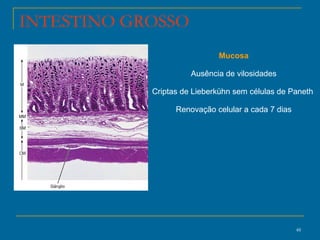 Mucosa Ausência de vilosidades Criptas de Lieberkühn sem células de Paneth  Renovação celular a cada 7 dias INTESTINO GROSSO 