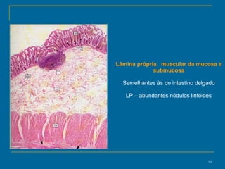 Lâmina própria,  muscular da mucosa e submucosa Semelhantes às do intestino delgado LP – abundantes nódulos linfóides 