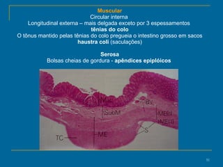 Muscular Circular interna  Longitudinal externa – mais delgada exceto por 3 espessamentos  tênias do colo O tônus mantido pelas tênias do colo pregueia o intestino grosso em sacos  haustra coli  (saculações) Serosa Bolsas cheias de gordura -  apêndices epiplóicos   