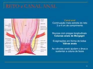 Canal anal Continuação mais estreita do reto 3 a 4 cm de comprimento Mucosa com pregas longitudinais  Colunas anais de Morgagni  Evaginações em forma de bolsa  Válvas anais As válvulas anais ajudam o ânus a sustentar a coluna de fezes RETO e CANAL ANAL 