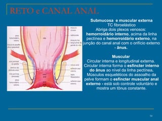 Submucosa  e muscular externa TC fibroelástico Abriga dois plexos venosos:  hemorroidário interno , acima da linha pectínea e  hemorroidário externo , na junção do canal anal com o orifício externo -  ânus.  Muscular  Circular interna e longitudinal externa.  Circular interna forma o  esfíncter interno do ânus  ao nível da linha pectínea . Músculos esqueléticos do assoalho da pelve formam o  esfíncter muscular anal externo -  está sob controle voluntário e mostra um tônus constante. RETO e CANAL ANAL 