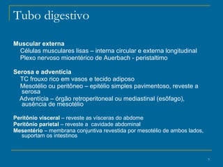 Tubo digestivo Muscular externa Células musculares lisas – interna circular e externa longitudinal Plexo nervoso mioentérico de Auerbach - peristaltimo Serosa e adventícia  TC frouxo rico em vasos e tecido adiposo Mesotélio ou peritôneo – epitélio simples pavimentoso, reveste a serosa Adventícia –  órgão retroperitoneal ou mediastinal (esôfago), ausência de mesotélio Peritônio visceral  – reveste as vísceras do abdome Peritônio parietal  – reveste a  cavidade abdominal Mesentério  – membrana conjuntiva revestida por mesotélio de ambos lados, suportam os intestinos 