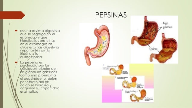 SISTEMA DIGESTIVO