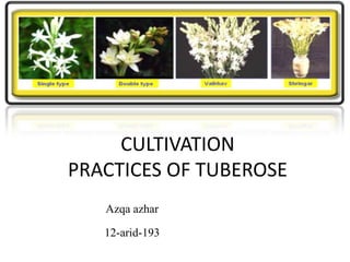 CULTIVATION
PRACTICES OF TUBEROSE
Azqa azhar
12-arid-193
 