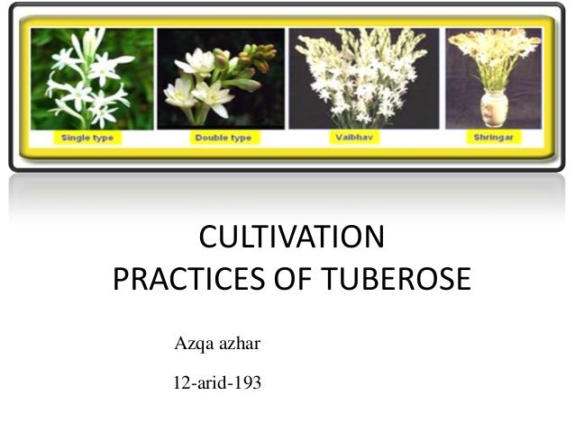 Cultivation Process Of Tubrose