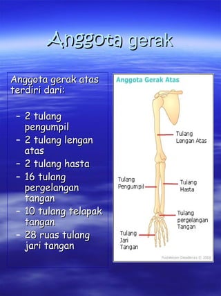 AnggotaAnggota gerakgerak
Anggota gerak atasAnggota gerak atas
terdiri dari:terdiri dari:
– 2 tulang2 tulang
pengumpilpengumpil
– 2 tulang lengan2 tulang lengan
atasatas
– 2 tulang hasta2 tulang hasta
– 16 tulang16 tulang
pergelanganpergelangan
tangantangan
– 10 tulang telapak10 tulang telapak
tangantangan
– 28 ruas tulang28 ruas tulang
jari tanganjari tangan
 