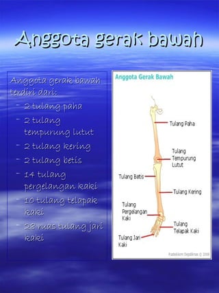 Anggota gerak bawahAnggota gerak bawah
Anggota gerak bawahAnggota gerak bawah
terdiri dari:terdiri dari:
– 2 tulang paha2 tulang paha
– 2 tulang2 tulang
tempurung lututtempurung lutut
– 2 tulang kering2 tulang kering
– 2 tulang betis2 tulang betis
– 14 tulang14 tulang
pergelangan kakipergelangan kaki
– 10 tulang telapak10 tulang telapak
kakikaki
– 28 ruas tulang jari28 ruas tulang jari
kakikaki
 