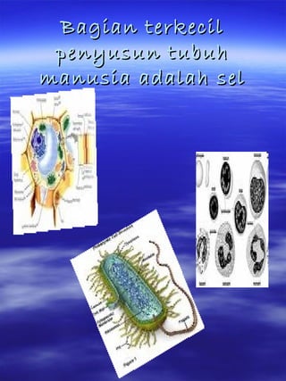 Bagian terkecilBagian terkecil
penyusun tubuhpenyusun tubuh
manusia adalah selmanusia adalah sel
 