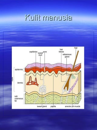 Kulit manusiaKulit manusia
 