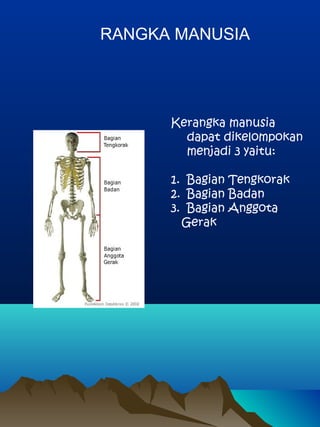 RANGKA MANUSIA
Kerangka manusia
dapat dikelompokan
menjadi 3 yaitu:
1. Bagian Tengkorak
2. Bagian Badan
3. Bagian Anggota
Gerak
 