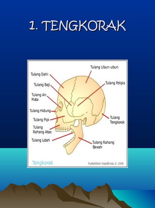 11.. TENGKORAKTENGKORAK
 