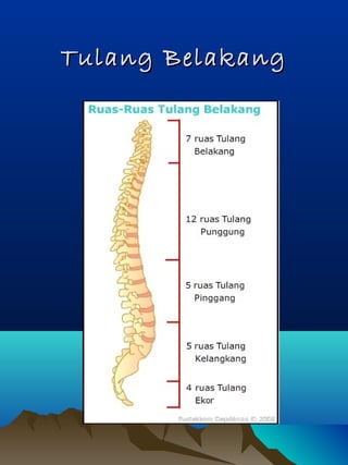 Tulang BelakangTulang Belakang
 