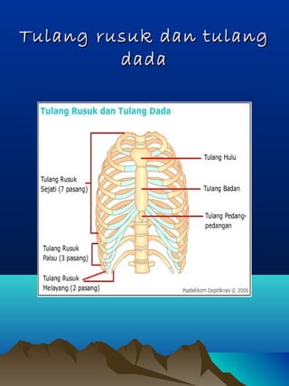 Tulang rusuk dan tulangTulang rusuk dan tulang
dadadada
 