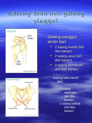 GElang bahu dan gelangGElang bahu dan gelang
pinggulpinggul
Gelang panggulGelang panggul
terdiri dari:terdiri dari:
 2 tulang duduk (kiri2 tulang duduk (kiri
dan kanan)dan kanan)
 2 tulang usus (kiri2 tulang usus (kiri
dan kanan)dan kanan)
 2 tulang kemaluan2 tulang kemaluan
(kiri dan kanan)(kiri dan kanan)
Gelang bahu terdiri
dari:
2 tulang
selangka
(kiri dan
kanan)
2 tulang belikat
(kiri dan
kanan)
 