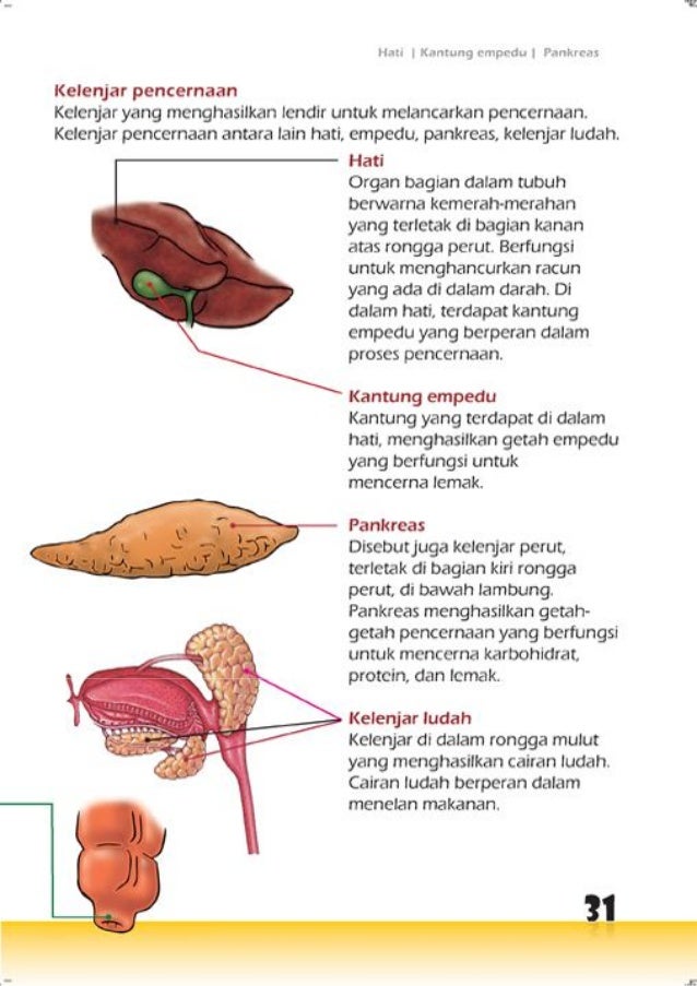 Tubuh Manusia 57206456