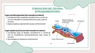 Tubulacion y Gametogénesis masculina, como es el proceso | PDF
