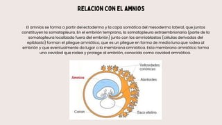 Tubulacion y Gametogénesis masculina, como es el proceso | PDF